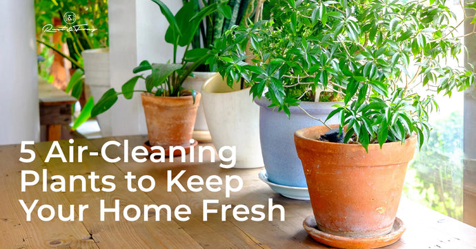 5 Air-Cleaning Plants to Keep Your Home Fresh